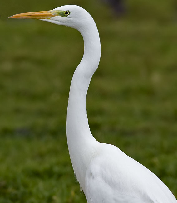 Grote zilverreiger